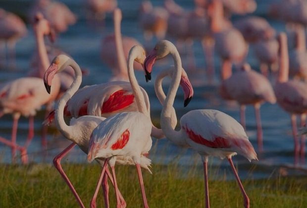 Lake Manyara National Park1