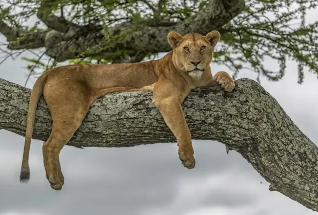 Lake Manyara National Park2