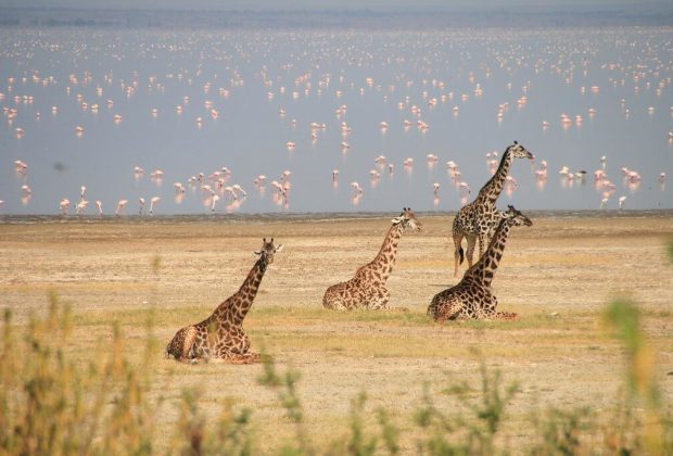 Lake Manyara National Park3