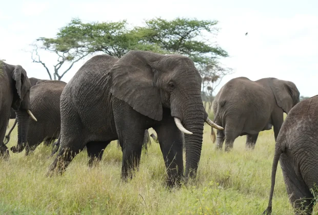 Tarangire national park1