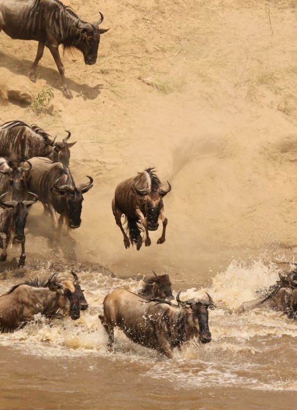 serengeti migration relight1