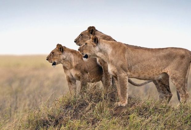 serengeti national park2